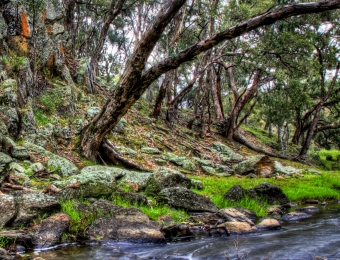 NHP_MudMap_Spring_01